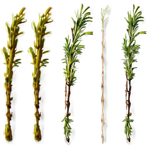 Aged Rosemary Twig Png Opy PNG image