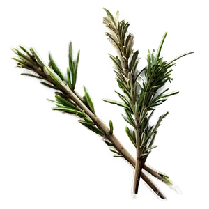 Aged Rosemary Twig PNG Uqq