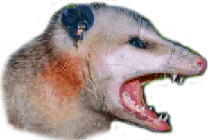 Aggressive Possum Open Mouth PNG