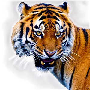 Aggressive Tiger Stare Png 06252024 PNG image