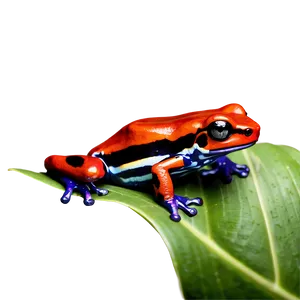 Agile Poison Dart Frog PNG 06132024