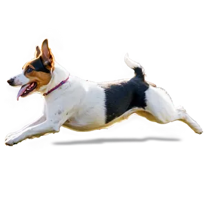 Agility Dog Running PNG 06132024