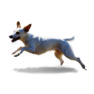 Agility Dog Running PNG 06132024