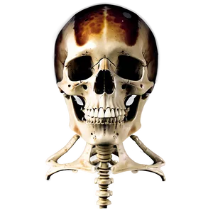 Aging Impact On Skeletal System PNG Jrq31 PNG