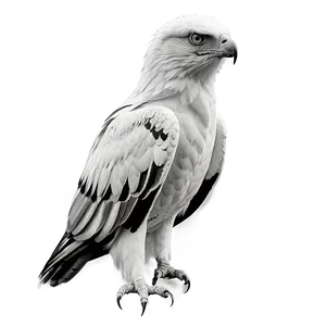 Aguila Monochrome Png 06252024 PNG image