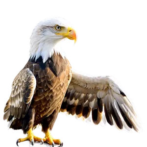 Aguila Vector Png 16 PNG image