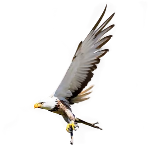 Aguila Wallpaper Png 14 PNG image