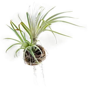 Air Plant Hanging PNG 05252024