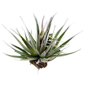 Air Plant PNG 24