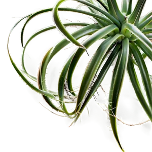 Air Plant PNG 77