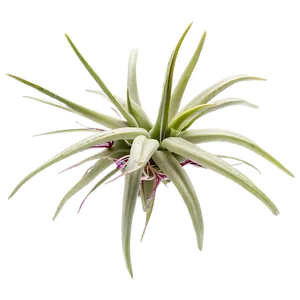 Air Plant Png 94 PNG image