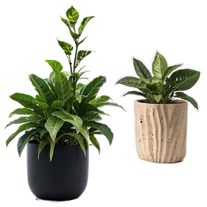 Air Purifying Plants PNG Bxt49