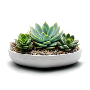 Air Purifying Succulents PNG 06212024 PNG