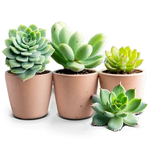 Air Purifying Succulents PNG 34 PNG