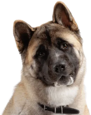 Akita Inu Portrait PNG