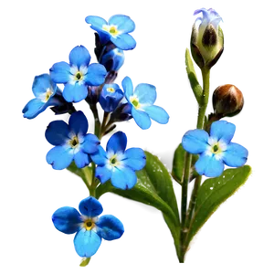 Alaska State Flower - Forget Me Not Png 05242024 PNG image