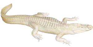 Albino Crocodile Illustration PNG