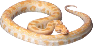 Albino Python Elegant Pose PNG image
