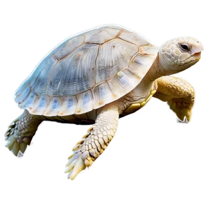 Albino Turtle Rare PNG 06242024 PNG