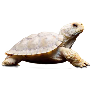 Albino Turtle Rare PNG Qwn PNG