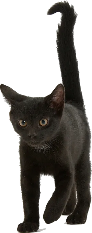 Alert Black Kitten Blue Background.png PNG image