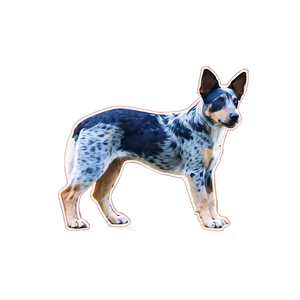 Alert Blue Heeler PNG Xfs91 PNG