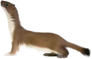 Alert Brown Ferret PNG image