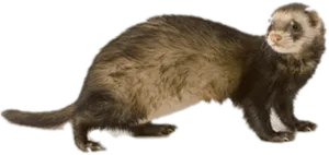 Alert Brown Ferret PNG image