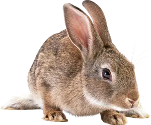 Alert Brown Rabbit Isolated PNG image