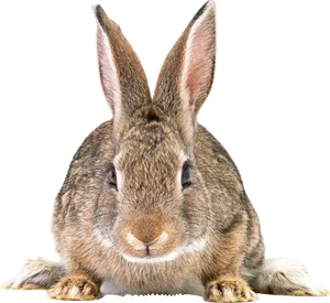 Alert Brown Rabbit Portrait PNG image