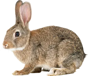 Alert Brown Rabbit Profile PNG