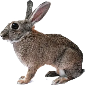 Alert Brown Rabbit Profile PNG image