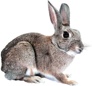Alert Brown Rabbit Profile PNG image