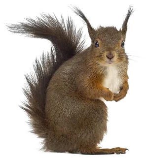 Alert Brown Squirrel PNG image