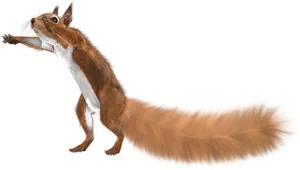 Alert Brown Squirrel PNG image