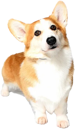 Alert Corgi Dog Portrait