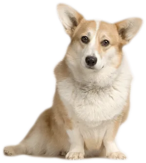 Alert Corgi Sitting Portrait PNG