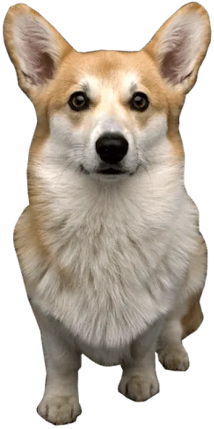 Alert Corgi Standing