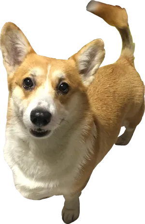 Alert Corgi Standing Transparent Background PNG image