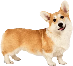 Alert Corgi Standing Transparent Background