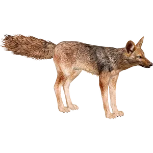 Alert Coyote Standing Profile PNG image