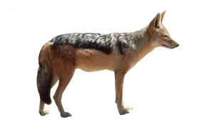 Alert Coyote Standing Side View PNG image