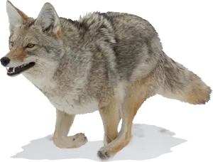 Alert Coyote Standing Transparent Background PNG image