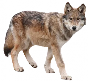 Alert Coyote Standing PNG image