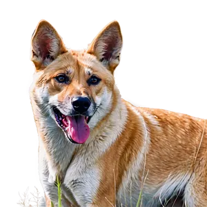 Alert Dingo Lookout PNG 89