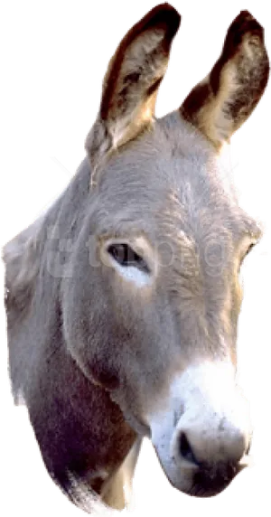 Alert Donkey Portrait PNG image