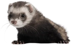 Alert Ferret Profile PNG