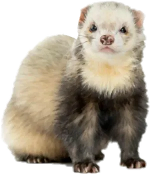 Alert Ferret Standing PNG image