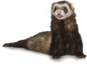 Alert Ferreton Blue Background PNG