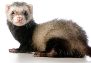 Alert Ferreton White Background PNG image